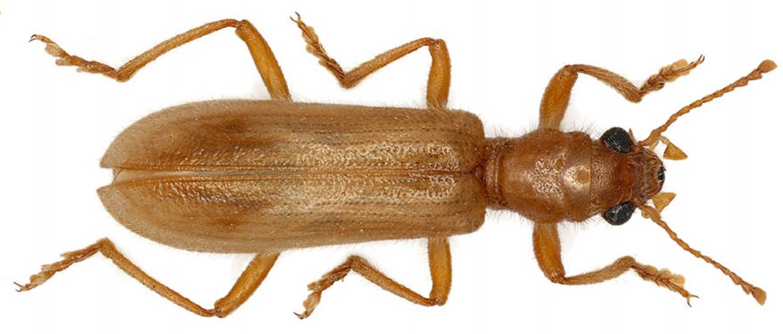 Opilo pallidus (Olivier, 1795)